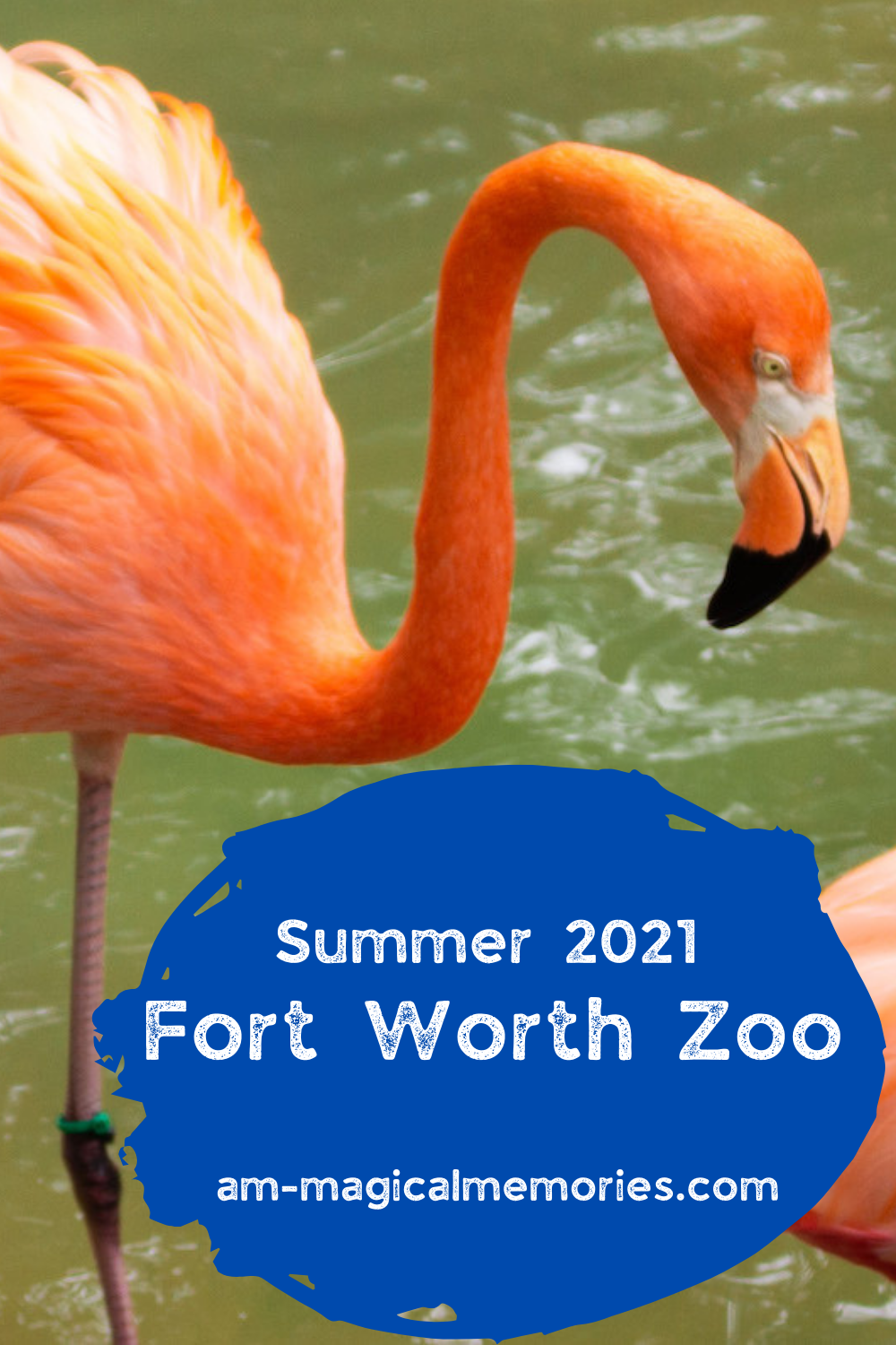 Fort Worth Zoo Summer 2021 A.M. Magical Memories